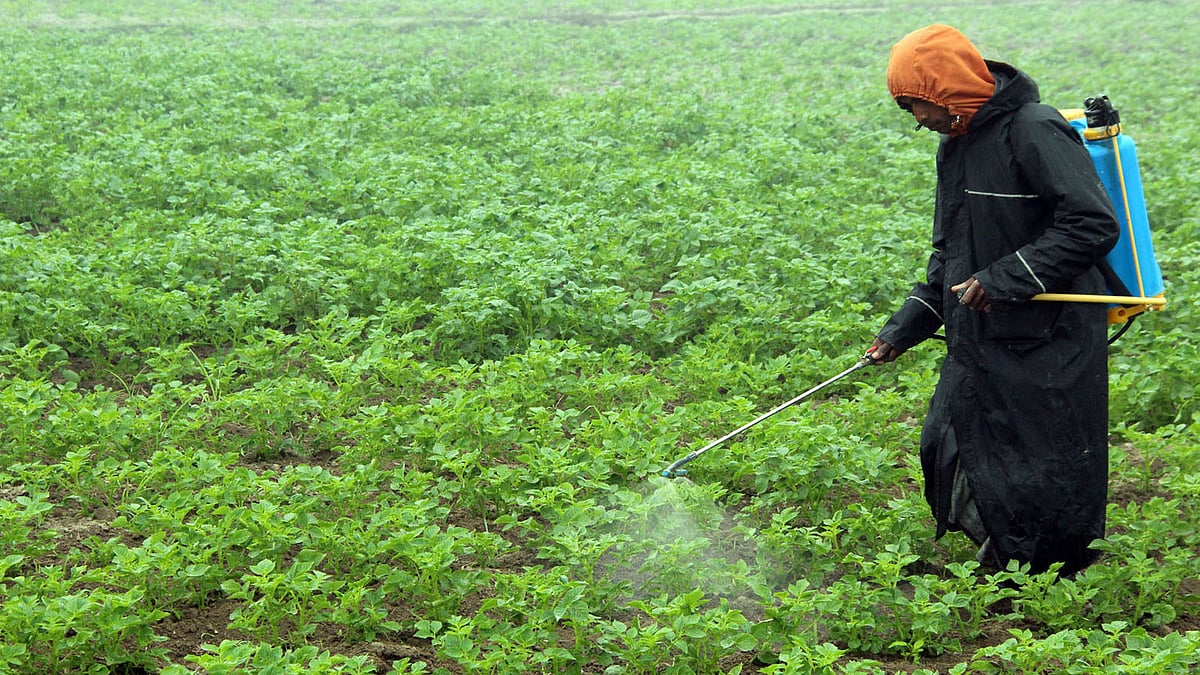 খেতে কীটনাশক ব্যবহার