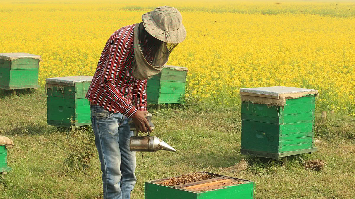 শীতের মৌসুমে সরিষা খেতে শুরু হয়েছে কৃত্রিম পদ্ধতিতে মধু চাষ