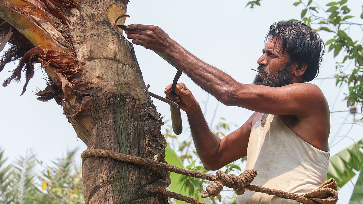 খেজুরগাছ কাটার এই দৃশ্য এখন বিরল হয়ে পড়েছে।