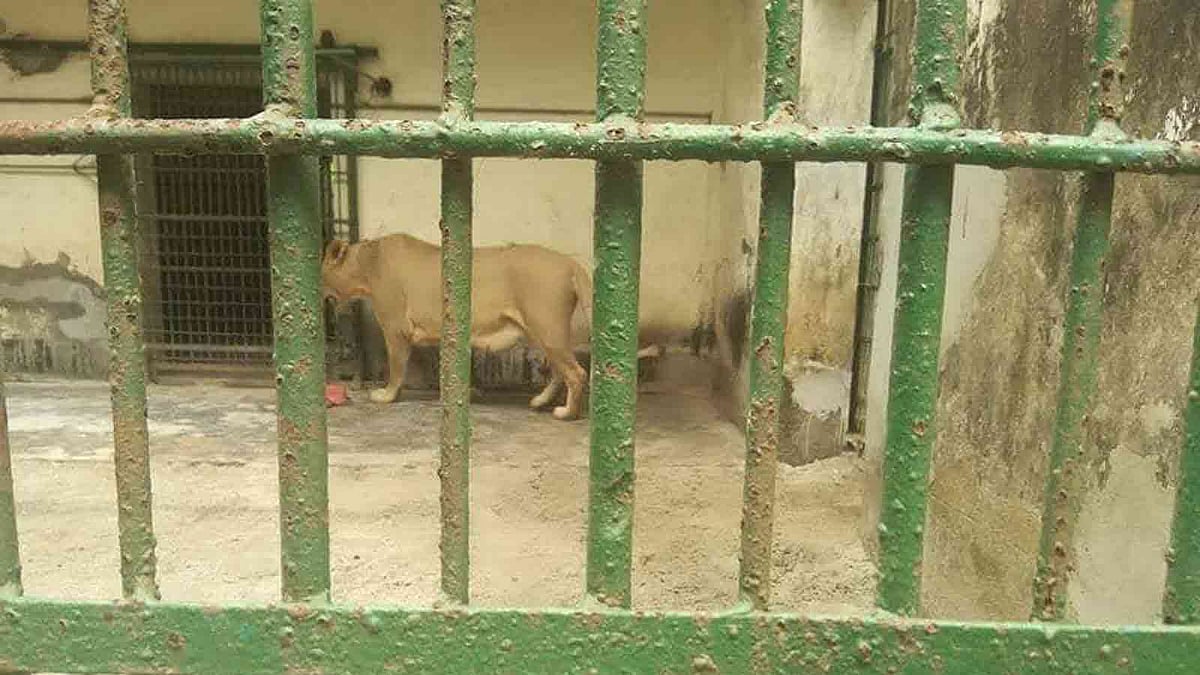 খাঁচায় রাখা হয়েছে সিংহ
