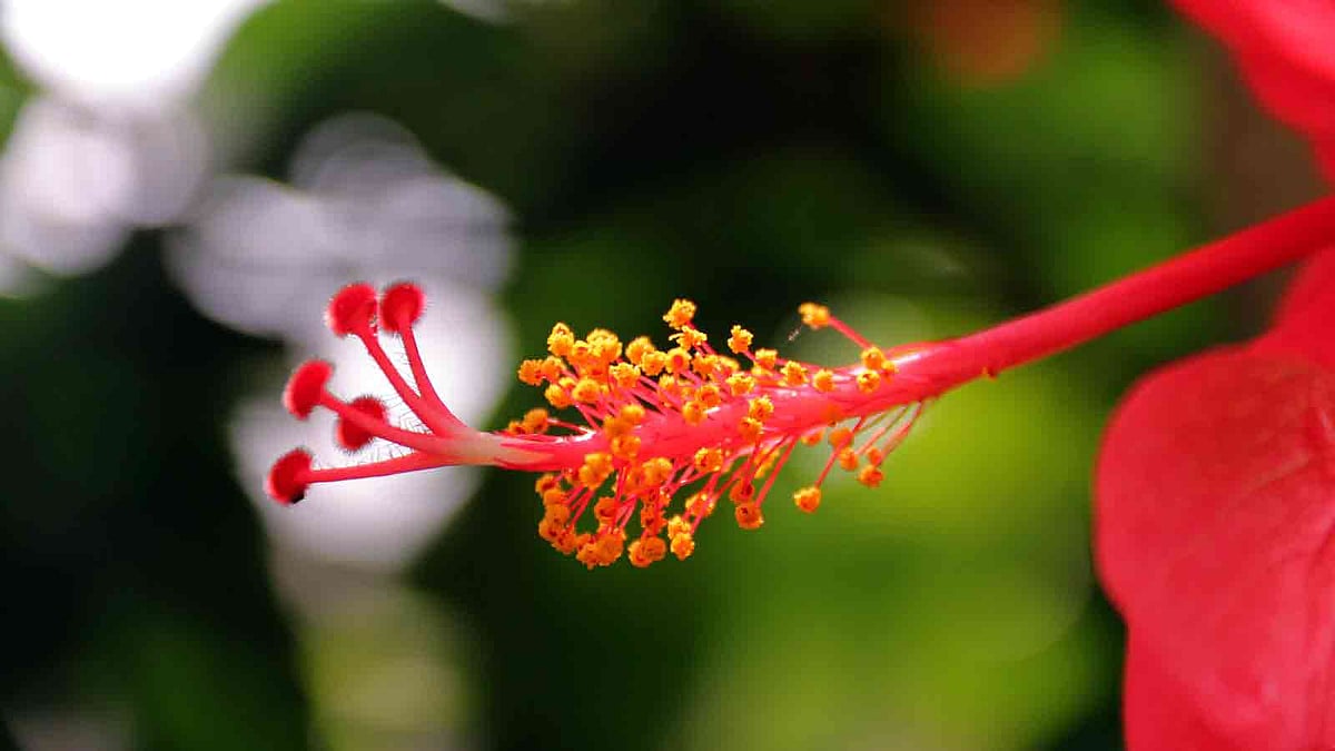 জবা ফুল