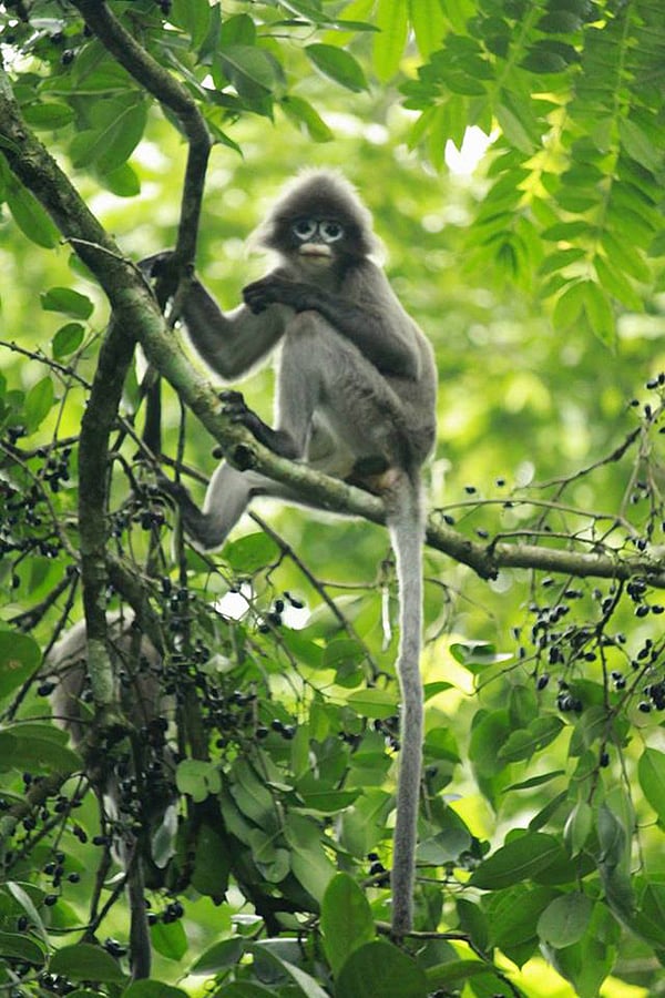 মৌলভীবাজারের লাউয়াছড়া জাতীয় উদ্যানে জামগাছে চশমাপরা হনুমান