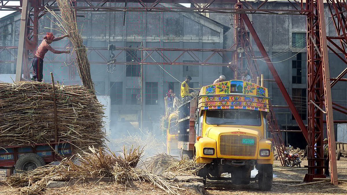 মাড়াইয়ের জন্য ফেলা হচ্ছে আখ। চিনিকল, কুষ্টিয়া, ৪ ফেব্রুয়ারি।