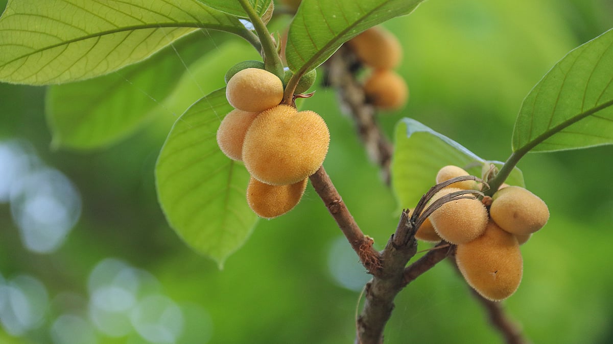 পুষ্টিগুণে ভরপুর, ঔষধি গুণেও অনন্য—ডেউয়া হয়তো হারিয়ে যাচ্ছে, কিন্তু আমাদের প্রয়োজন এখন আরও বেশি