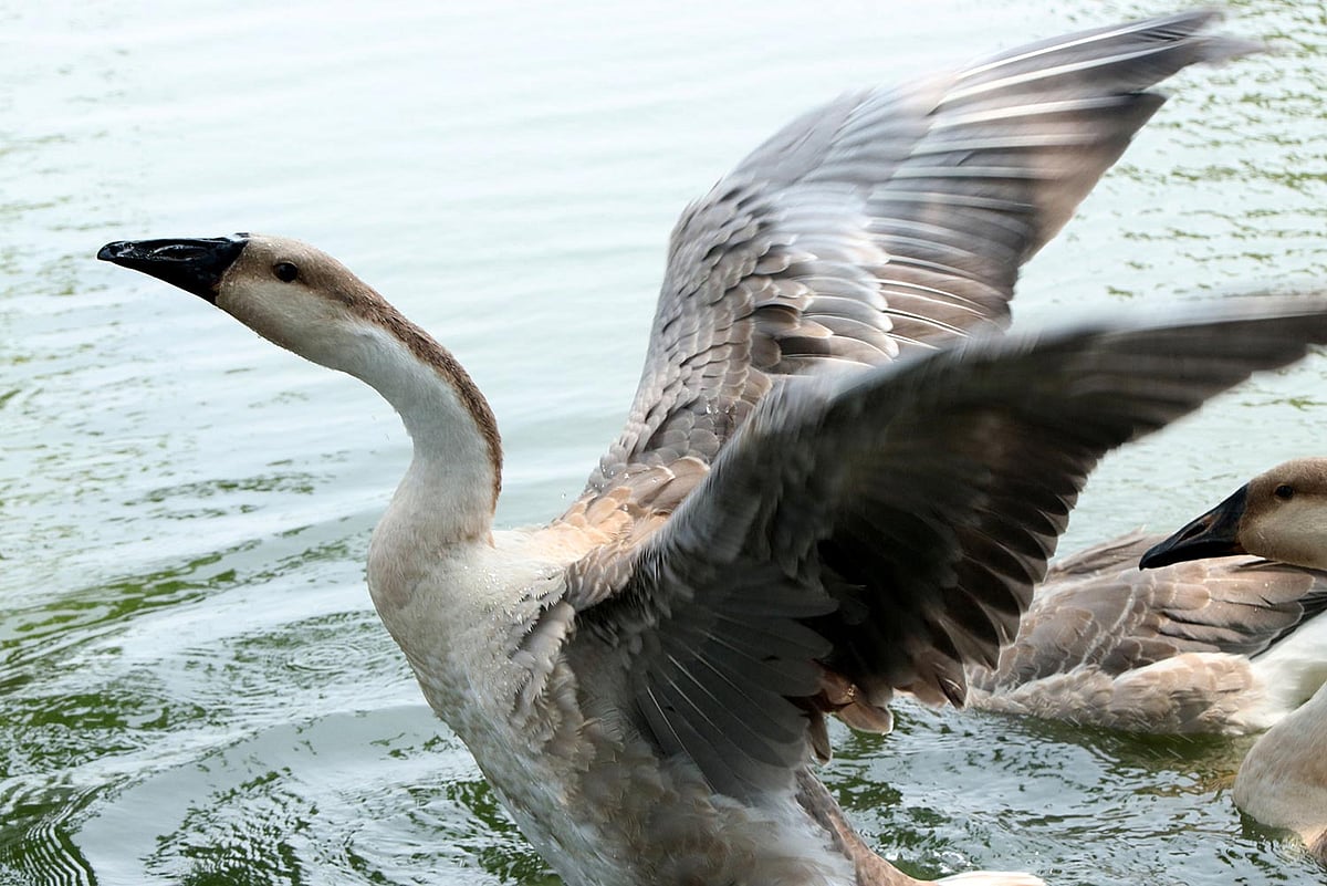 রাজহাঁস