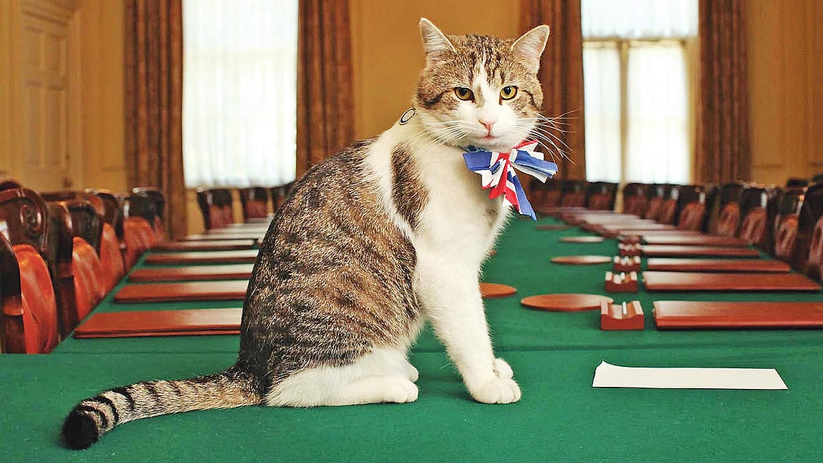 এই পাঁচ প্রাণী মানুষের মতোই চাকরি করে